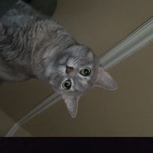 Meet your Posher, Mack